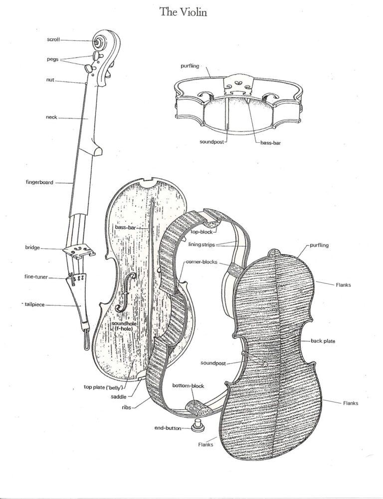 Anatomy of a Violin Givens Violins Minneapolis MN