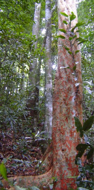 Pernambuco Banned?: The New Rules for Violin Bows, Players, and Collectors